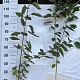 Prunus avium 100-125 cm 2,0L