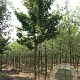 Prunus sargentii 'Rancho' 20-25 HO draadkluit