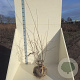 Prunus 'The Bride' 80-100 cm met kluit meerstammig
