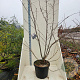 Prunus yedoensis 200-250 cm cont. 55L meerstammig