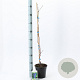 Vitis 'Boskoop Glory' 70 cm 2,0L met stok