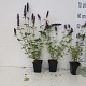 Agastache 'Black Adder' GM P9