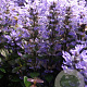 Ajuga tenorii 'Valfredda' GM P9