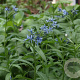 Amsonia elliptica GM P9