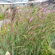Andropogon hallii 'JS Purple Konza' GM P9