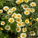 Anthemis 'Susanna Mitchell' GM P9