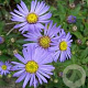 Aster amellus 'Gründer' GM P9