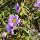 Aster spectabilis 'Macho Blue' GM P9