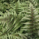 Athyrium niponicum 'Red Beauty' GM P9