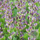 Baptisia 'Twilight' GM P9