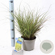Carex brunnea 'Aureomarginata' 25-30 cm 2,0L
