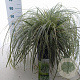 Carex Feather Falls 30-40 cm 12L