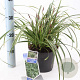 Carex morrowii 'Ice Dance' 20-25 cm 2,0L
