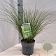 Carex 'Phoenix Green' 20-25 cm 2,0L