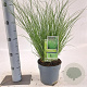 Carex 'Phoenix Green' 20-25 cm 2,0L
