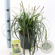 Carex Ribbon Falls 25-30 cm 3,0L