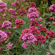 Centranthus ruber 'Pretty Betsy' GM P9