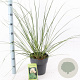 Cortaderia selloana 50-60 cm 6,5L