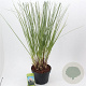 Cortaderia selloana 60-80 cm 12L