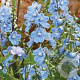 Delphinium (B) 'Cliveden Beauty' GM P9