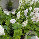 Delphinium 'Magic Fountains White' GM 2,0L