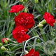 Dianthus (PL) 'Desmond' GM P9