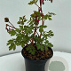 Dicentra spectabilis GM 2,0L