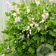 Dicentra spectabilis 'Cupid' GM P9