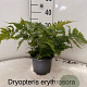 Dryopteris erythrosora 20-25 cm 2,0L