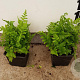 Dryopteris filix-mas plantgoed P9