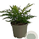 Dryopteris lepidopoda GM 2,0L