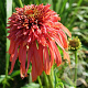 Echinacea 'Guava Ice' GM P9