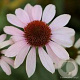 Echinacea Pink Skipper GM P9