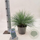 Festuca glauca 'Elijah Blue' 20-25 cm 2,0L