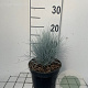 Festuca glauca 'Elijah Blue' GM 2,0L