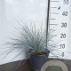 Festuca glauca 'Elijah Blue' GM 2,0L