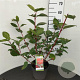 Cornus alba 'Sibirica' 60-80 cm 5,0L