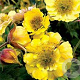 Geum Tempo Yellow GM P9