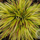 Hakonechloa macra Sunflare GM P9
