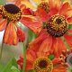Helenium 'Wonadonga' GM P9