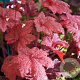 Heuchera 'Autumn Leaves' GM P9