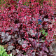 Heuchera 'Glitter' GM P9