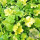 Heuchera 'Lime Rickey' GM P9
