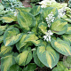 Hosta 'Brother Stefan' GM P9