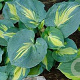 Hosta 'Dream Queen' GM P9