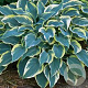 Hosta 'First Frost' GM P9