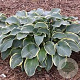 Hosta 'Regal Splendor' GM P9