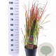 Imperata "Red Baron" 50-70 cm 6,5L