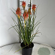 Kniphofia 'Papaya Popsicle' GM 2,0L