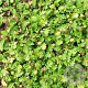 Leptinella dioica 'Minima' GM P9